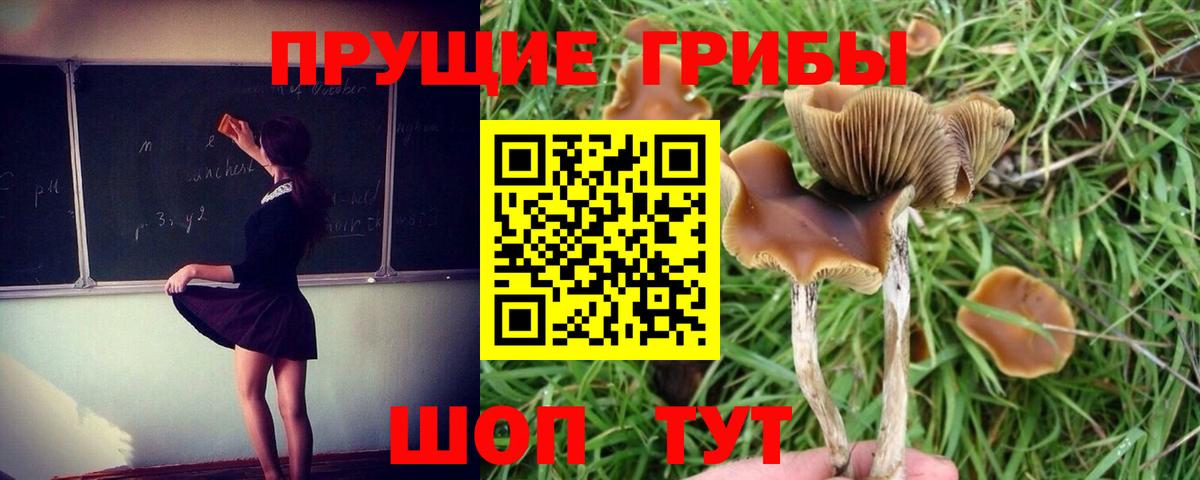купить закладку  Галлюциногенные грибы ЛСД  Вход с VPN  Йошкар-Ола  Псилоцибиновые грибы мицелий 